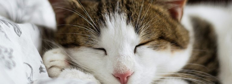 Bringing joy to your pets’ day