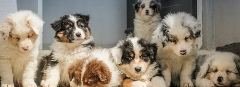 Tail-wagging care every time