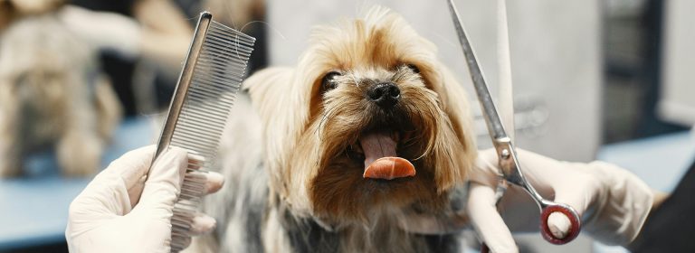 Care that’s pawsitively perfect